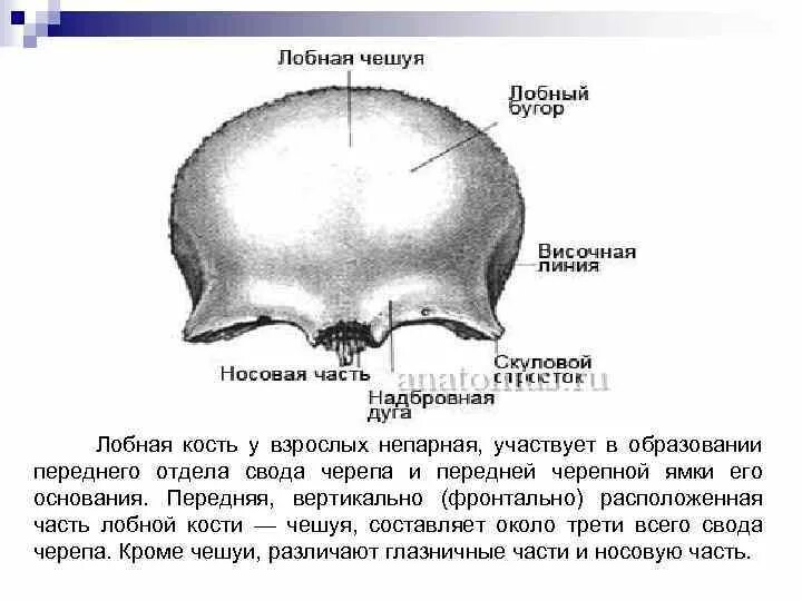 Кости черепа лобная кость. Лобная кость строение и функции. Лобные дуги лобной кости. Лобная кость черепа характеристика.