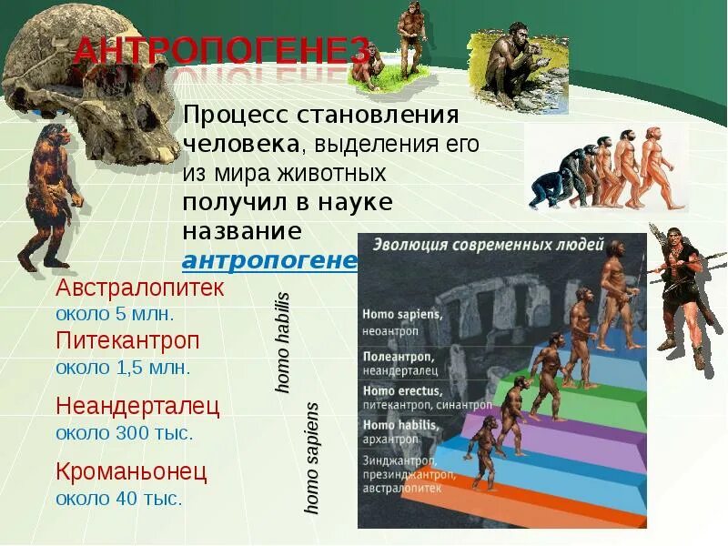 Как называется процесс формирования человека. Процесс становления человека как. социогенез человека. антропогенез. антропогенез и социогенез.
