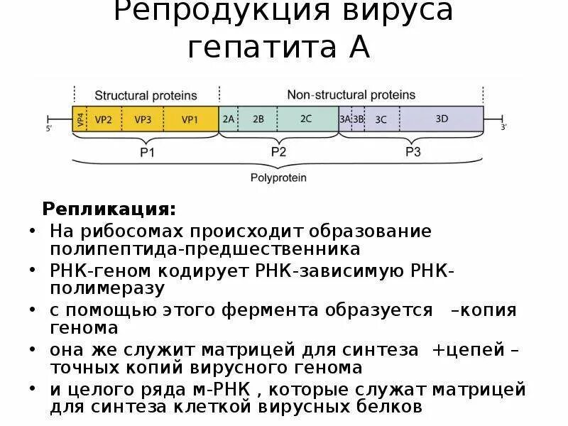 Схема репликации вируса гепатита а. Репродукция вируса гепатита а. Схема репликации вируса гепатита а. Схема репликации вируса гриппа. Репликация вируса полиомиелита.