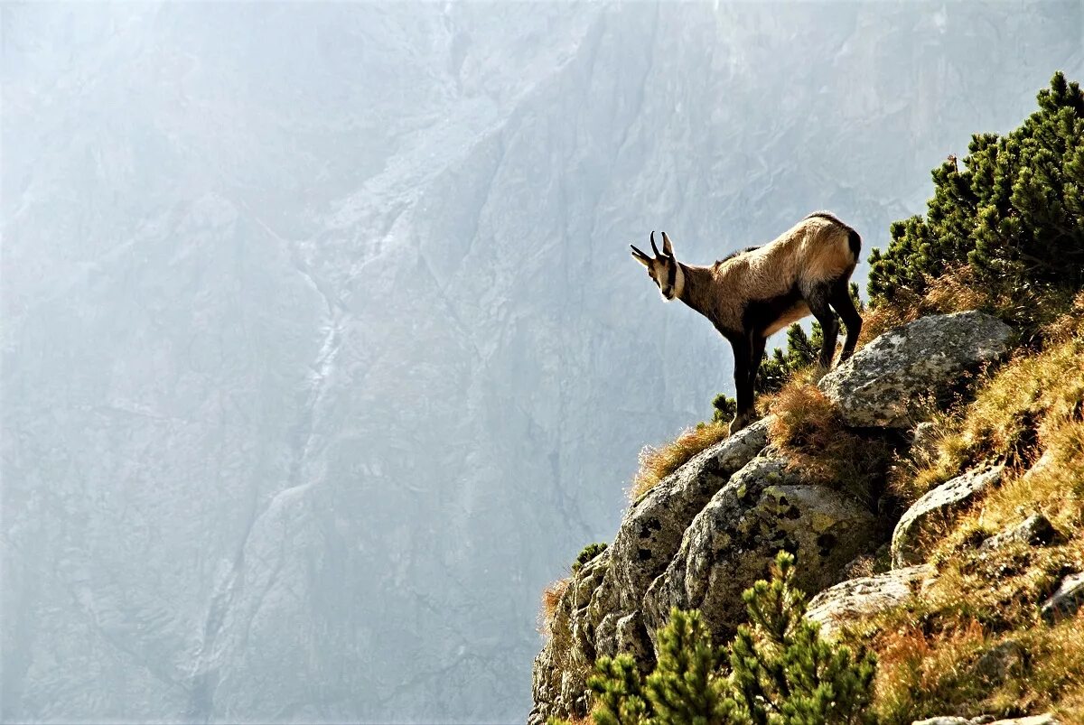 Wildlife holidays. Горный козел на скале. Коза на скале. Козы на скалах. Горный козел на обрыве.