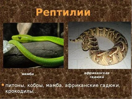 Расположите в правильном порядке пресмыкающиеся гадюка