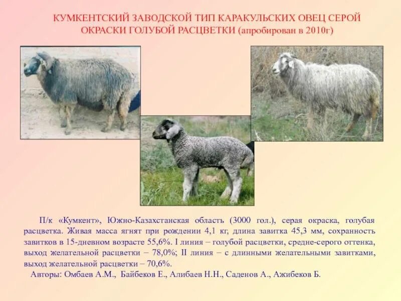Вес барана. Вид каракульской овцы. Живая масса овец. Вес барана в среднем живой. Сколько вес барана