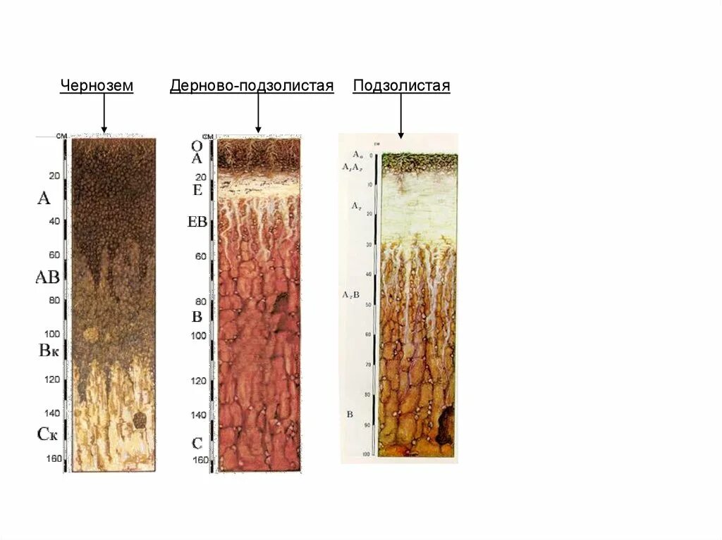 Тип дерновых почв. Тип дерновых почв. Дерново-подзолистые почвы схема. Строение профиля дерновой почвы. Тип дерновых почв.