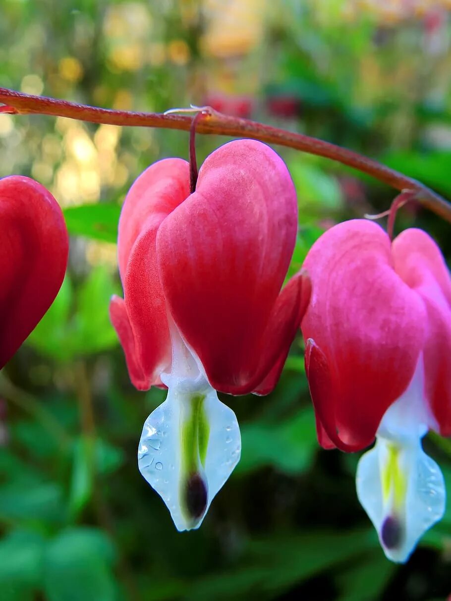 Дицентра Купидон. Bleeding Heart (кровоточащее сердце, США). Цветы сердце. Дамское сердце цветок.