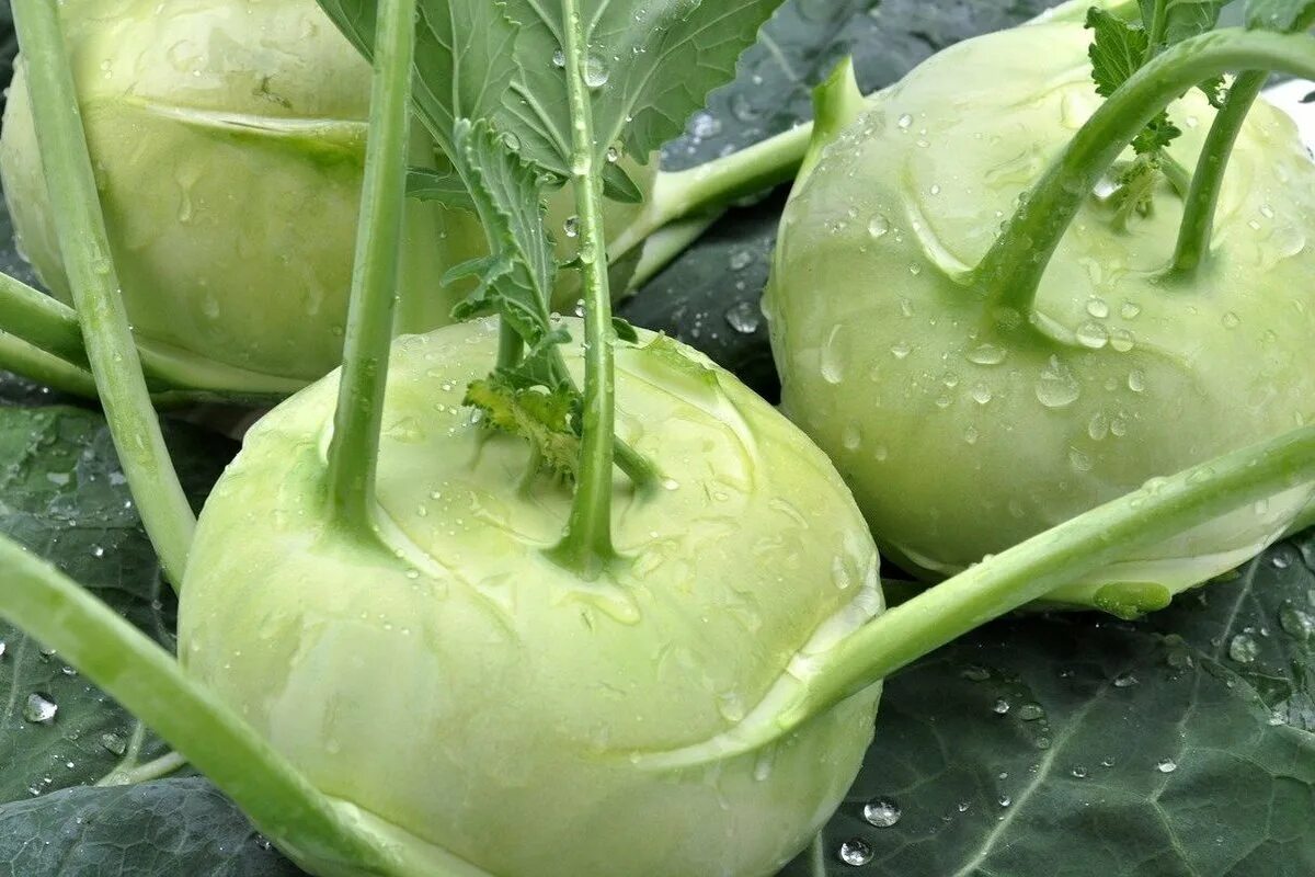 Капуста кольраби фото и уход Кольраби капуста Кроуновка