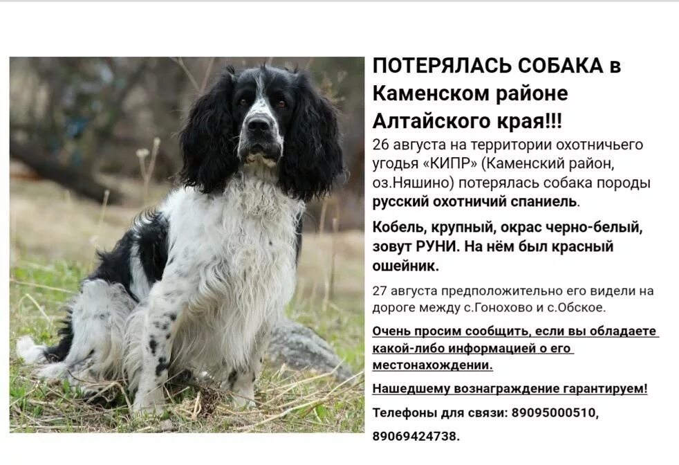 Картинки КОКЕР СПАНИЕЛЬ ОПИСАНИЕ