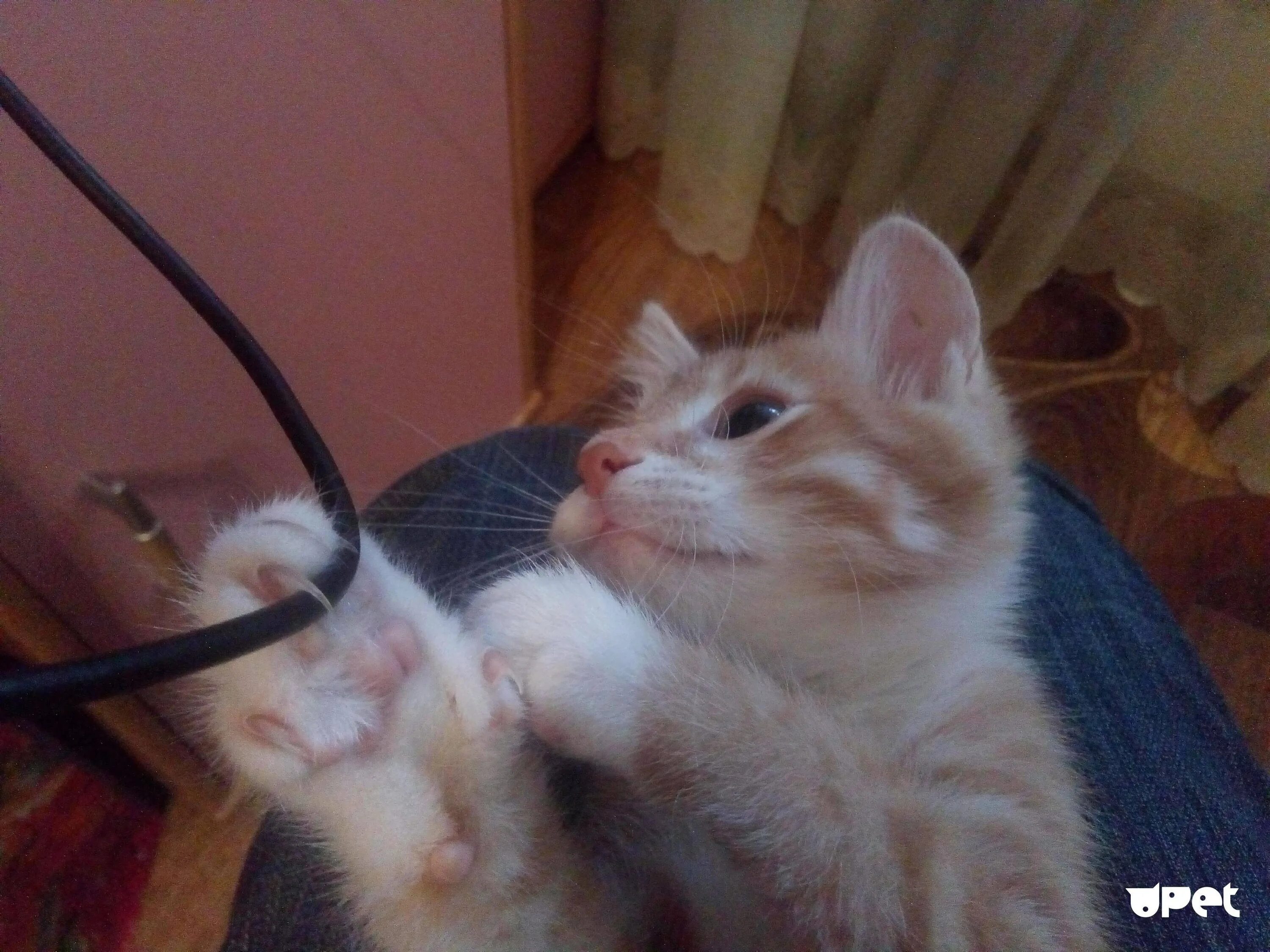 Почему кот грызет провода. Кот грызет. котенок кусает. кот кусает провод. котёнок кусает провод.