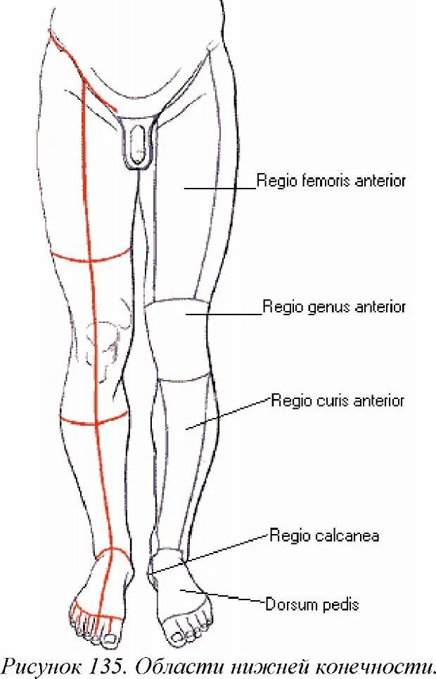 Области нижней конечности. Границы области бедра. Области нижней конечности анатомия. Границы и области нижней конечности. Внешние ориентиры передней области бедра.