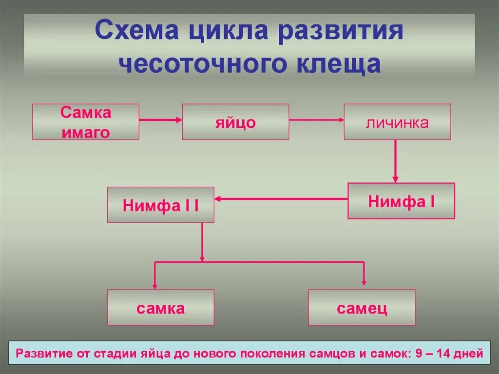 Схема развития чесоточного клеща. Цикл развития чесоточного зудня. Стадии развития чесоточного зудня.