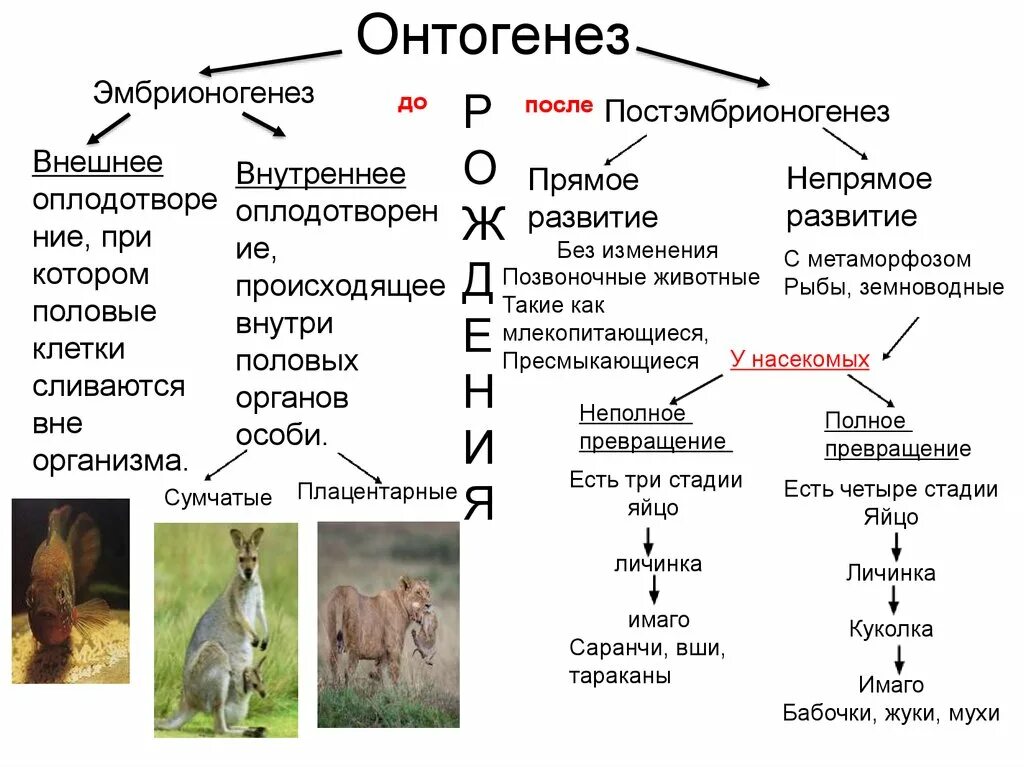 Показатели стадии развития организма. Схема индивидуального развития онтогенез. Онтогенез прямой и непрямой схема. Этапы онтогенеза схема. Онтогенез прямое и Непрямое развитие.