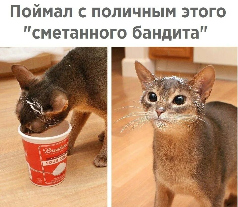 Cat tries