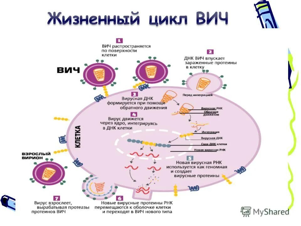 Жизненный цикл вируса ВИЧ. Цикл развития вируса ВИЧ. Жизненный цикл вируса иммунодефицита. Жизненный цикл ВИЧ схема. Антигены вируса иммунодефицита человека