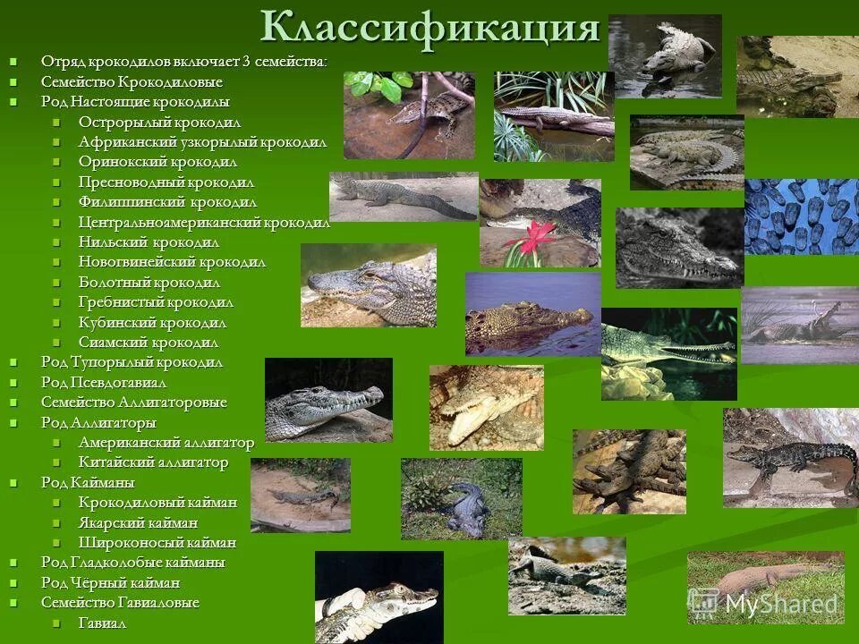 К какому отряду относится крокодил. Отряд крокодилы систематика. основная характеристика отряда крокодилы. классификация крокодила. представители отряда крокодилов.
