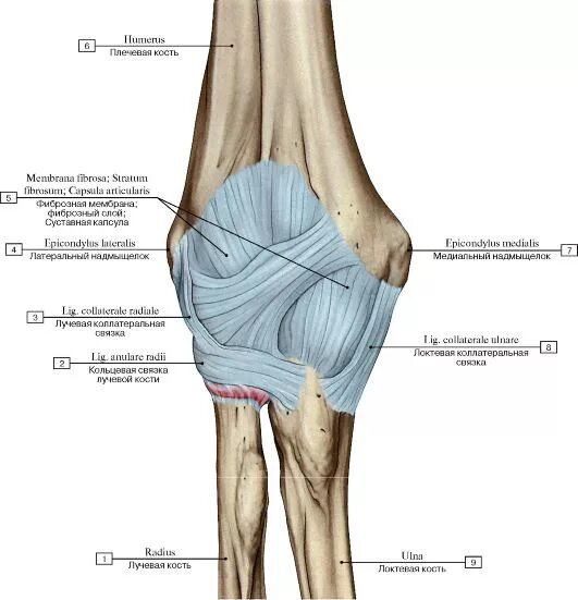 Связочный аппарат локтевого сустава анатомия. Кольцевидная связка локтевого сустава. Капсула локтевого сустава топографическая анатомия. Локтевой сустав анатомия кость.