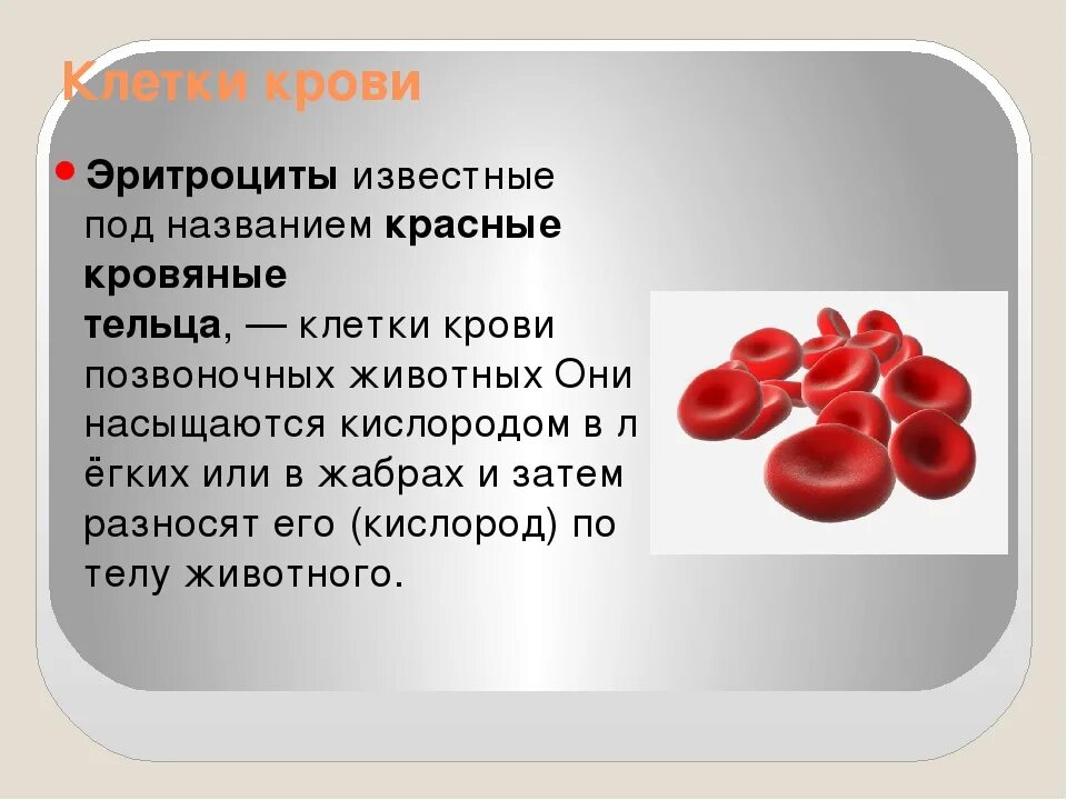 Что чистит кровь в организме. Клетки крови. Эритроциты человека. Клетки крови эритроциты. Эритроциты красные кровяные клетки.