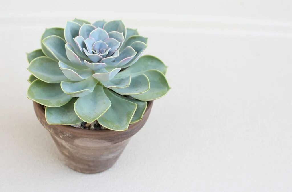 Эхеверия перл. Эхеверия перл перл. echeveria &#039;green pearl&#039;. эхеверия green pearl. эхеверия зелёная жемчужина (echeveria green pearl).