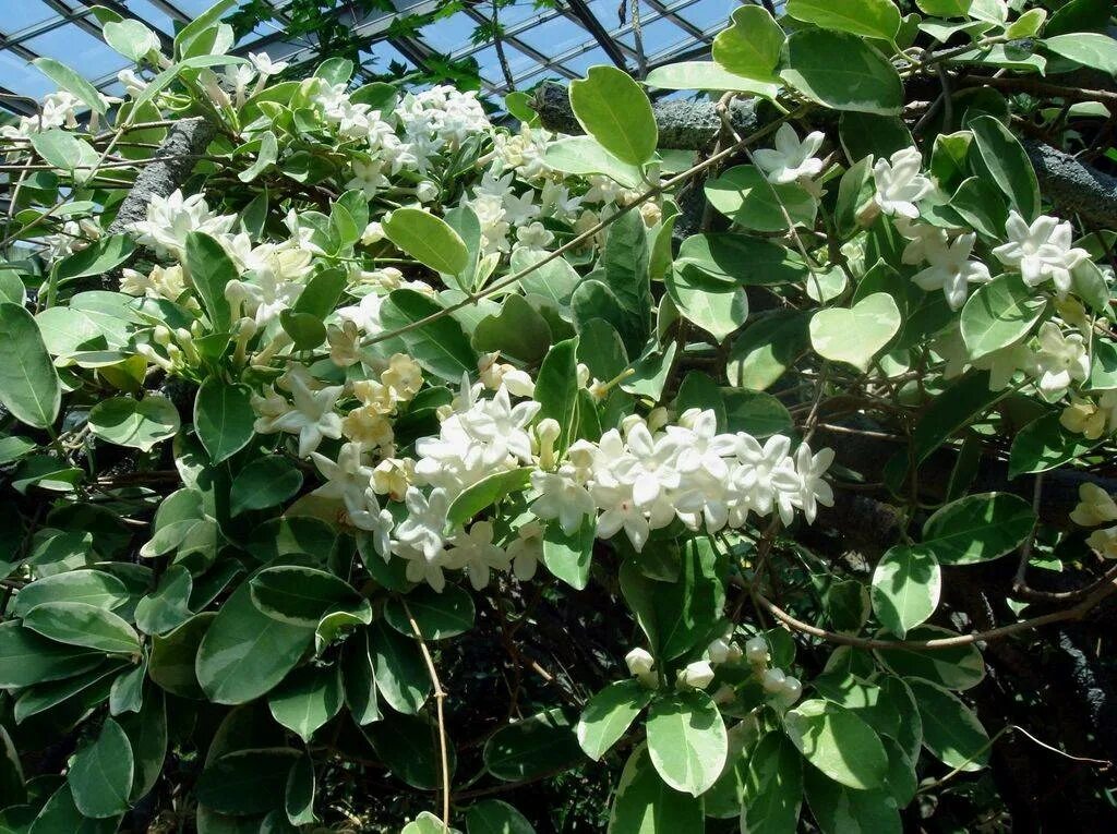 Стефанотис мадагаскарский. Стефанотис Акумината. Стефанотис stephanotis