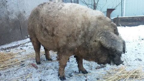 Свиньи венгерской породы описание породы