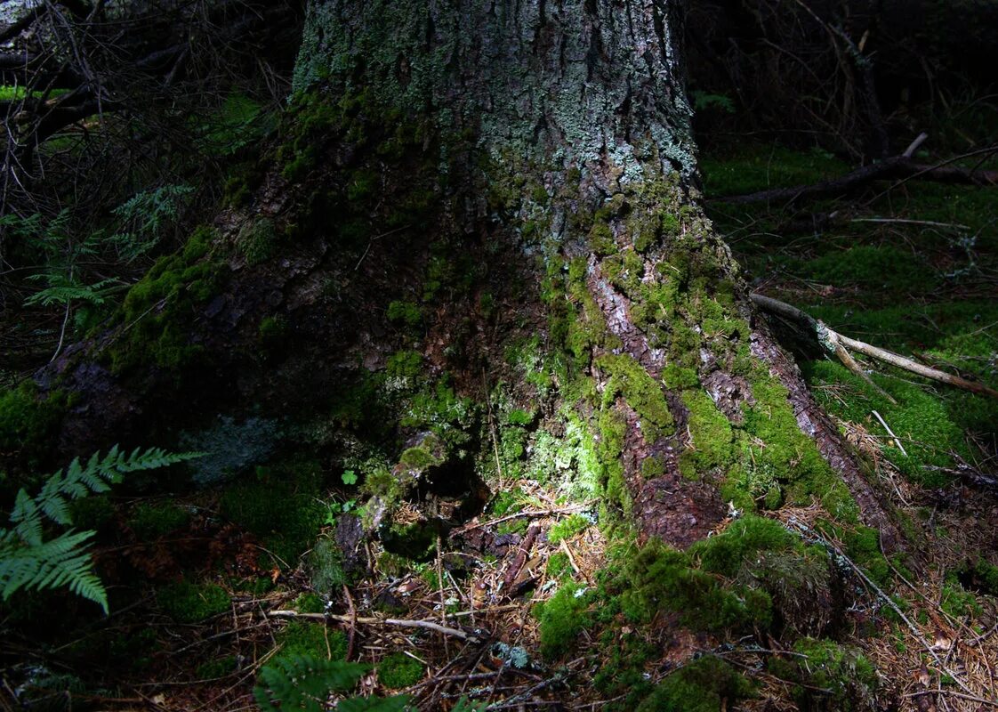 под пологом леса. под лесным пологом. под лесным пологом. лесной полог. под пологом леса.