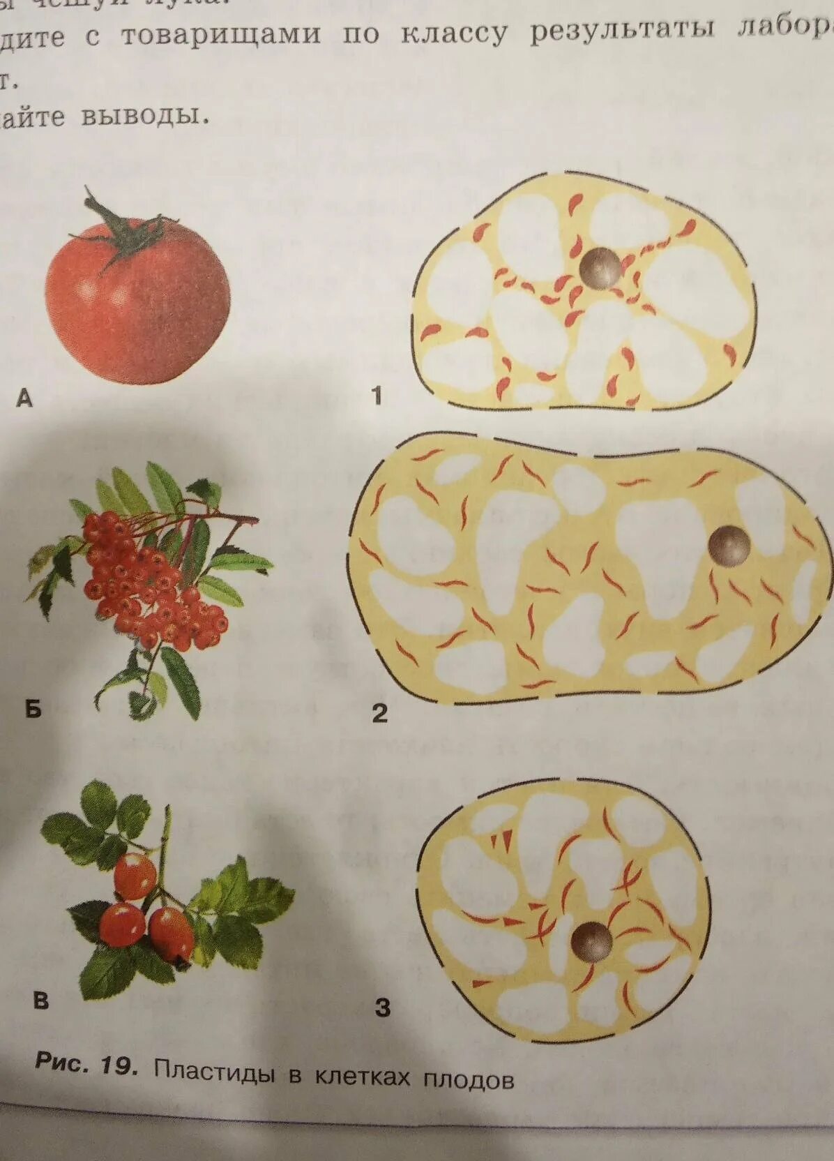 Клетка мякоти рябины. Хромопласты томата под микроскопом. Хромопласты плодов томата. Клетки томата 5 класс Пасечник.