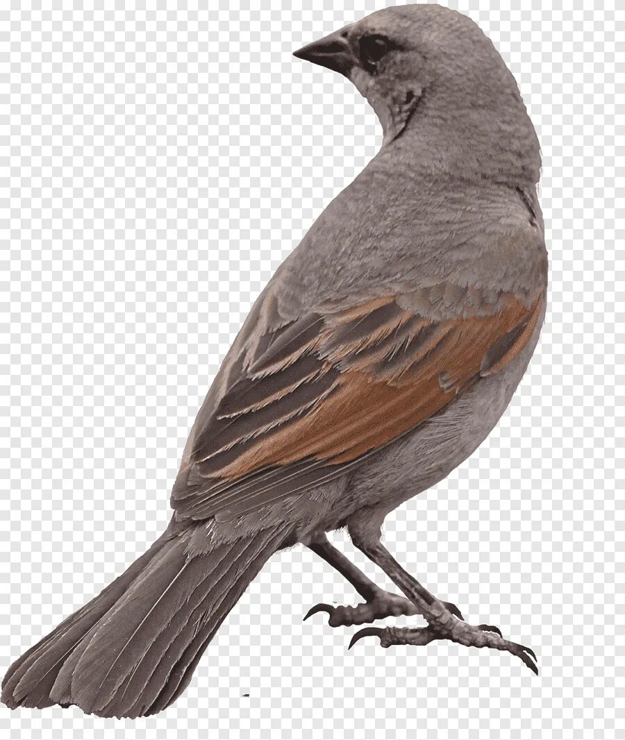 Серо коричневая птица. Серая птица с коричневыми крыльями. Коричнево серая птичка.