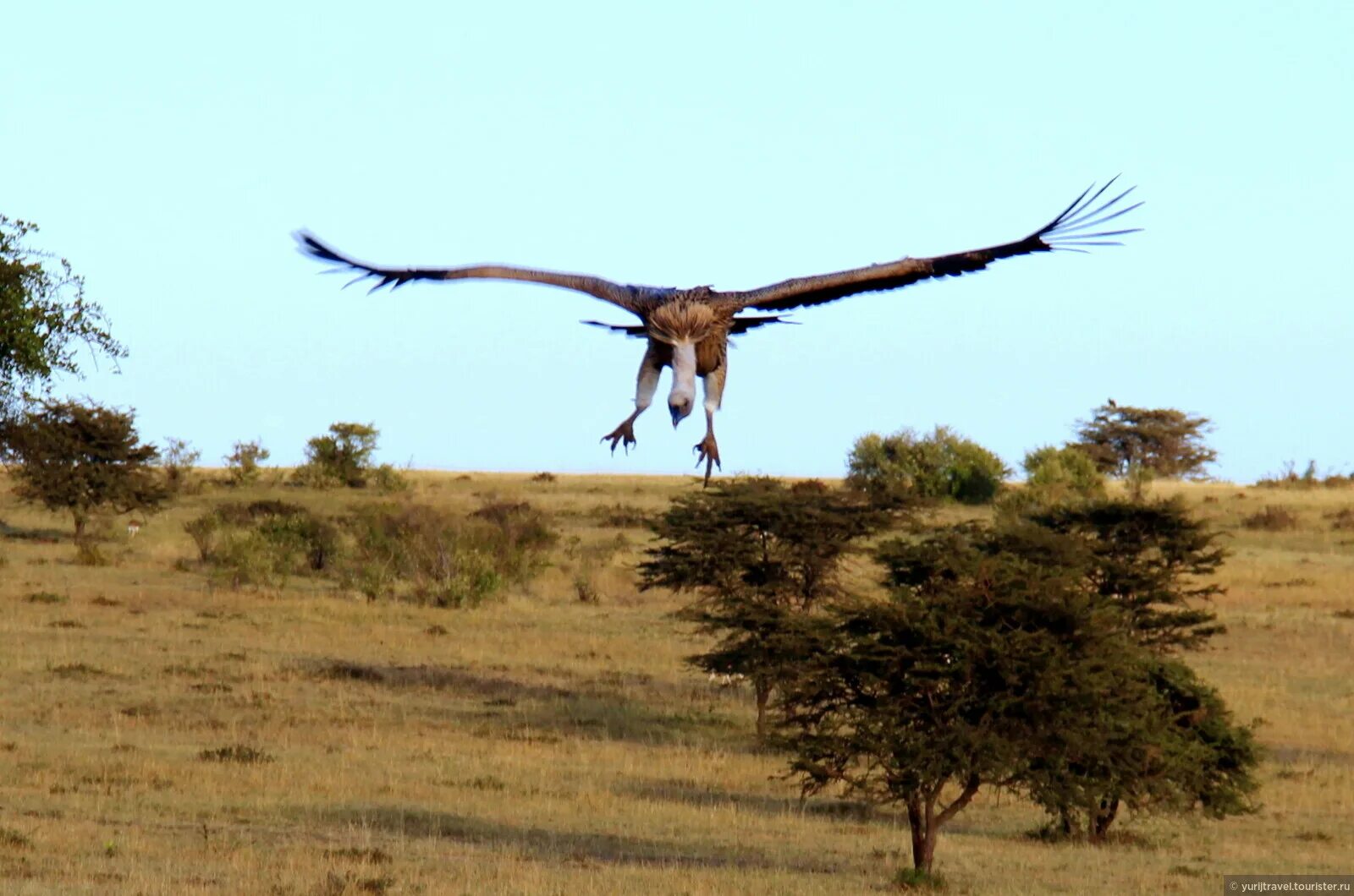 Бог Серенгети. Бог: Серенгети / God: Serengeti (2017). Бог Серенгети короткометражка.