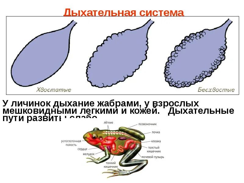 Функцию дыхания у взрослых земноводных. Земноводные строение дыхательной системы. дыхательная система амфибий. дыхательная система бесхвостых земноводных. дыхательная система амфибий схема.