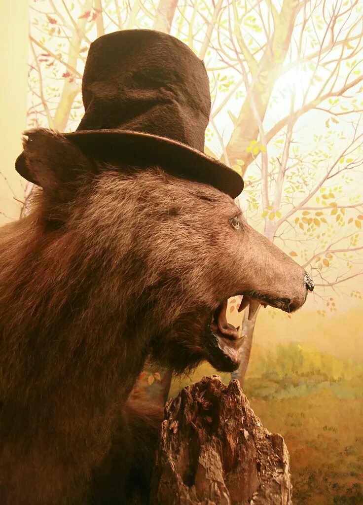 Bear hat. Bear in hat. Bear with Tophat. BEARBEEN _on.