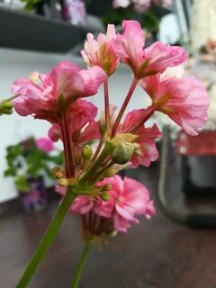 Саженцы герани