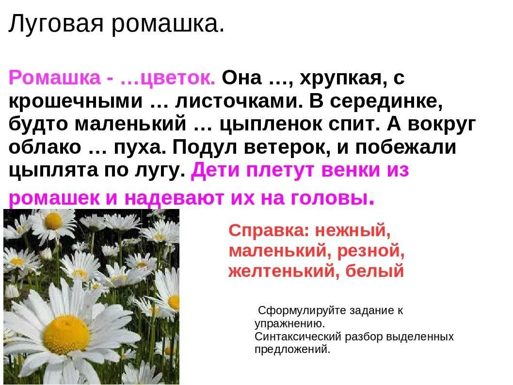 Текст описание ромашки 3 класс. Описание ромашки. Ромашка краткое описание. Описание цветка ромашки. Ромашка описание растения.