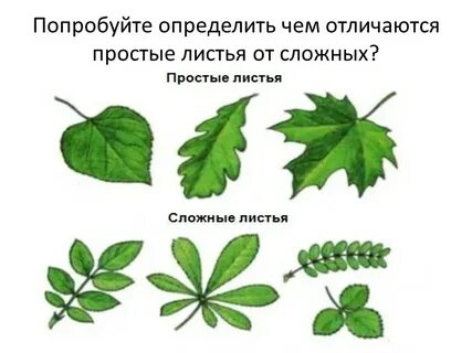 Орех простой или сложный