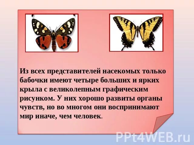 Окружающий мир 2 класс рабочая тетрадь бабочки. Сходство и различие бабочек. Сходство бабочек. Сходство бабочек 2 класс. Бабочки окружающий мир 2 класс.