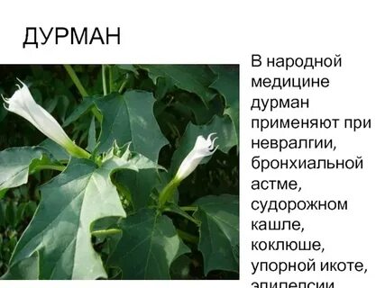 Дурманом сладким