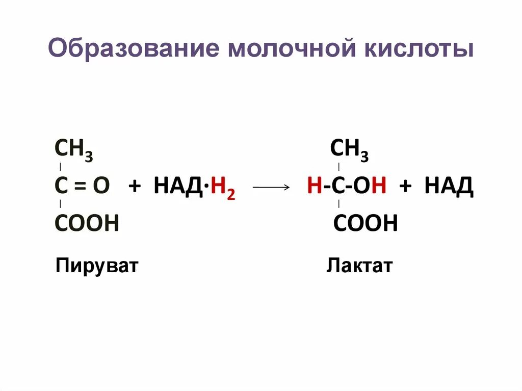 Образование молочной