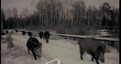 Кабан неожиданно