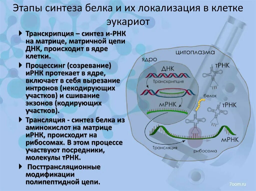 Рнк блокирует. Локализация основных этапов биосинтеза белка эукариотической клетки. Последовательность этапов белков синтеза. Этапы биосинтеза белка у эукариот.