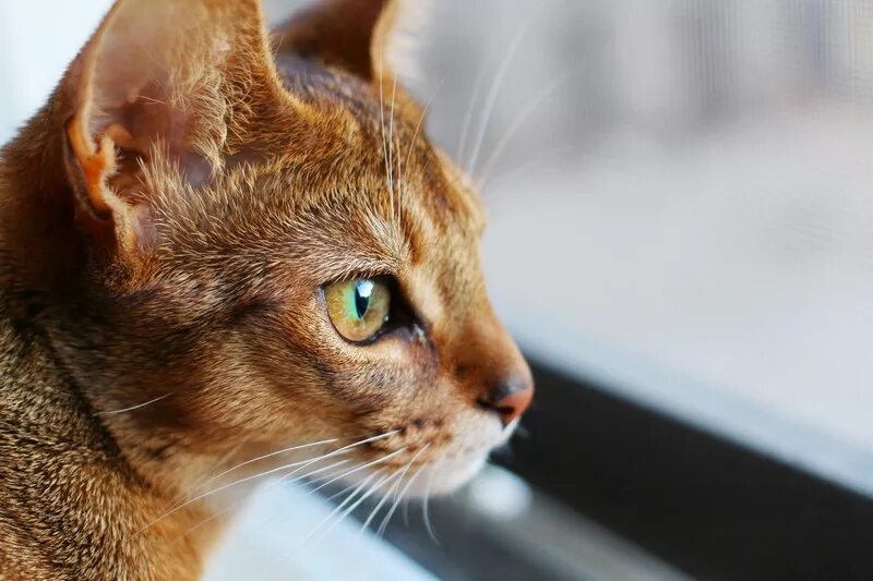 Сингапурская кошка абиссинская. Какие кошки умные. Какие кошки умные. Самые умные кошки. Самая умная порода кошек.