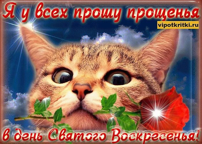 Прощенное воскресенье котики. Прощеное воскресенье котёнок. Открытки с прощенным воскресеньем с котиками. Прощённое воскресенье открытки с котом. Открытки с прощённым воскресеньем.