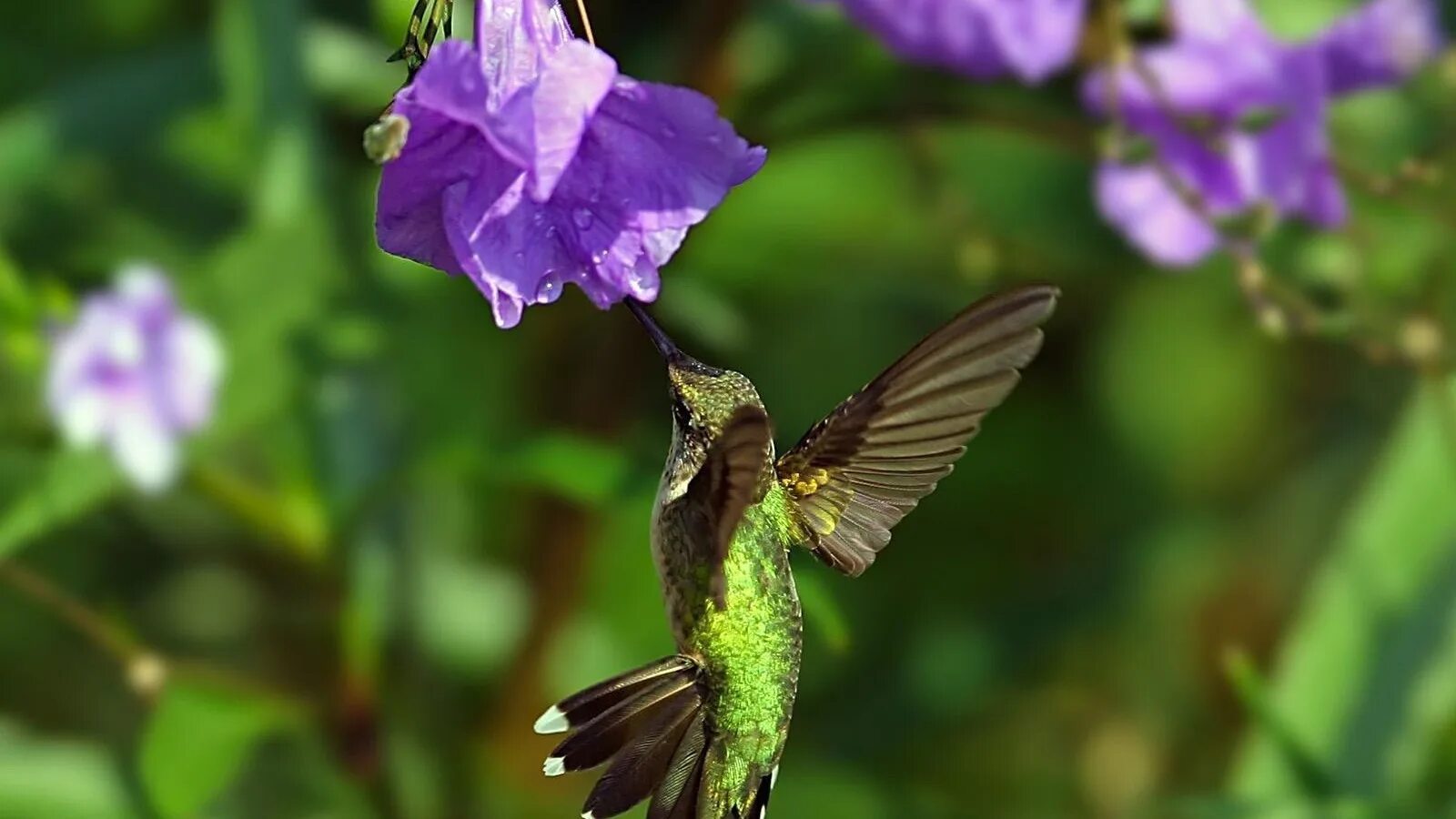 Птичка колибри. Колибри опылители. Цвета в полете. Тукан и колибри. Цвета в полете.