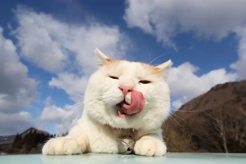 Японский кот Широнеко. Довольный кот. Счастливый кот. Радостный кот. Cat is happy