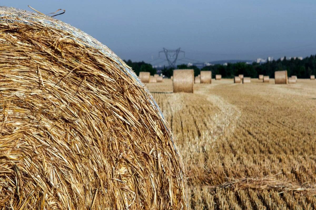 Straw