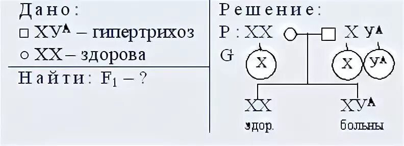 Гипертрихоз задачи. Задачи на гипертрихоз с решением. задача по генетике на пол ребенка. гипертрихоз генетика задача.