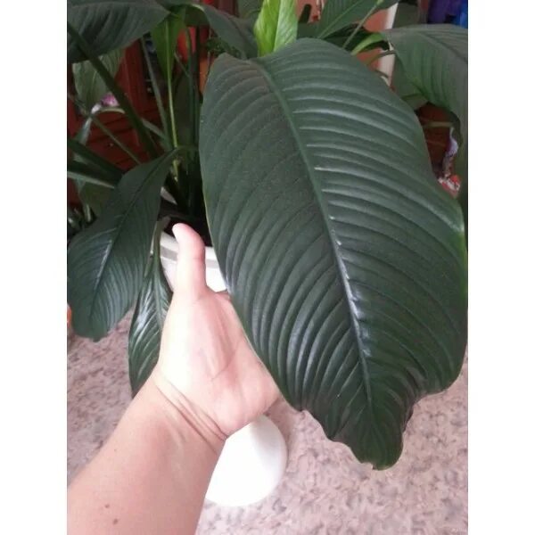 Спатифиллум сенсация. Спатифиллум сенсация. Спатифиллум сенсейшен. Спатифиллум сенсейшен. Спатифиллум сенсейшен.