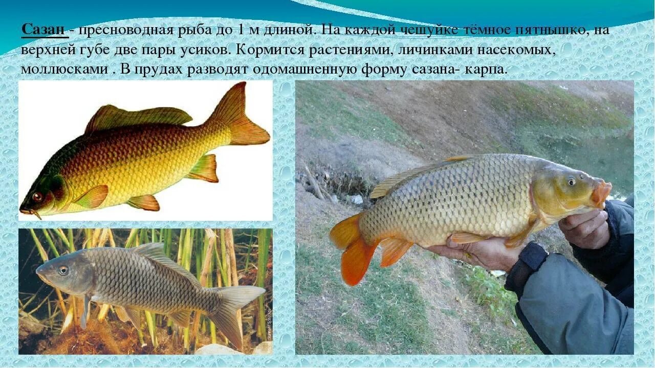 Сазан и амур. Сазан презентация. Сазан рыба фото и описание. Сазан информация о рыбе. Сообщение о рыбе созане.