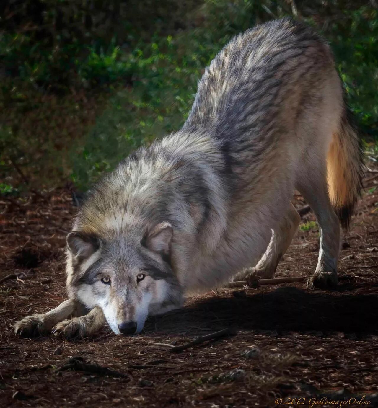 Волк в домашних условиях. Домашний волк. Волк серый. Крадущийся волк. Домашний серый волк.