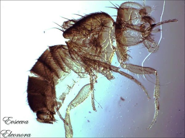 бескрылая дрозофила. Drosophila suzukii. бескрылая дрозофила. плодовая мушка дрозофила морган. мухи дрозофилы бескрылые.