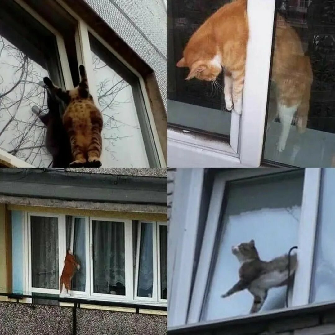 Кот на окне. Котик у окна. RJN D jjryt. Пластиковые окна и коты.