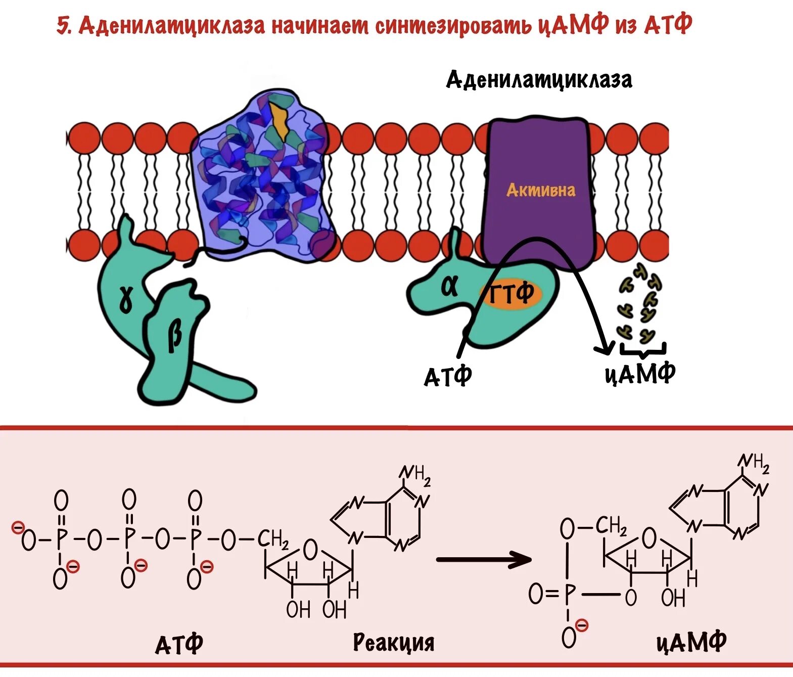 Циклический 3 5 аденозинмонофосфат. Реакция образования ЦАМФ из АТФ. Структура ЦАМФ. Строение ЦАМФ биохимия.