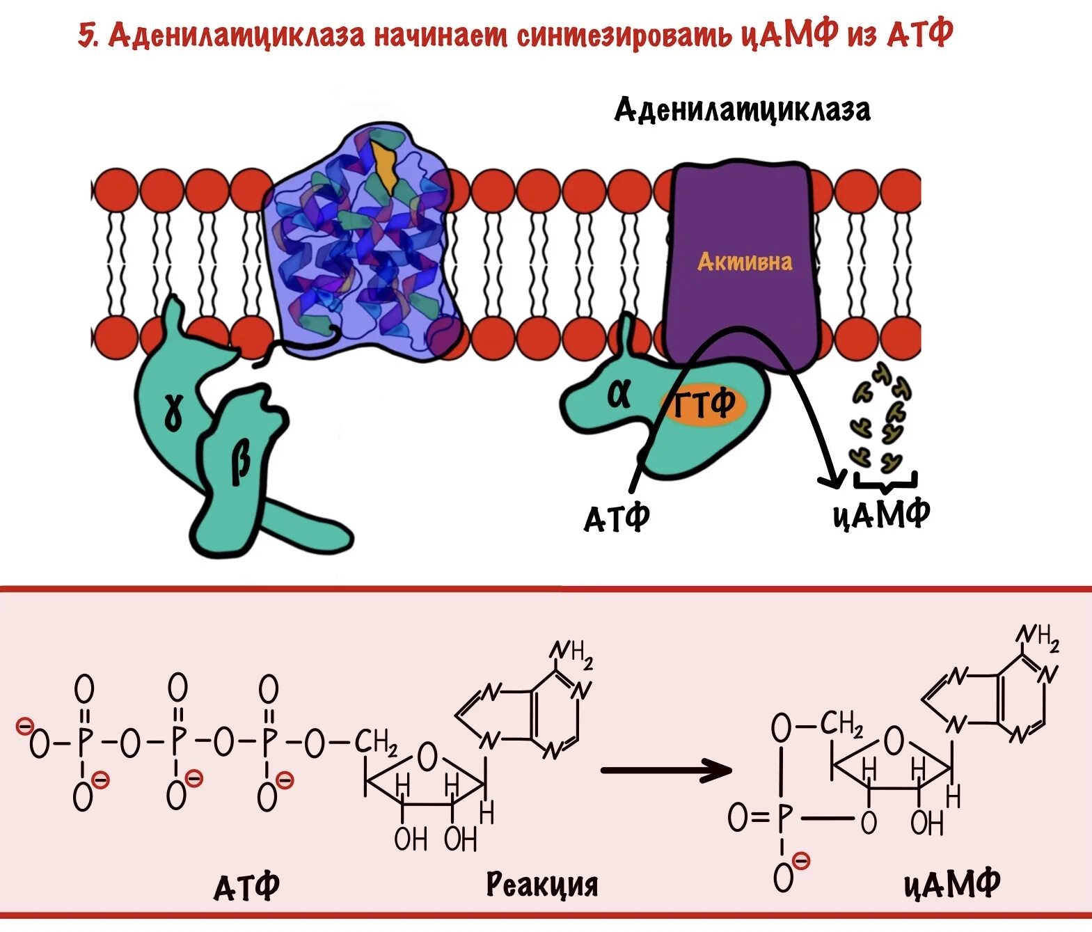 Строение атф синтеза. Циклический 3 5 аденозинмонофосфат. Реакция образования ЦАМФ из АТФ. Структура ЦАМФ. Строение ЦАМФ биохимия.