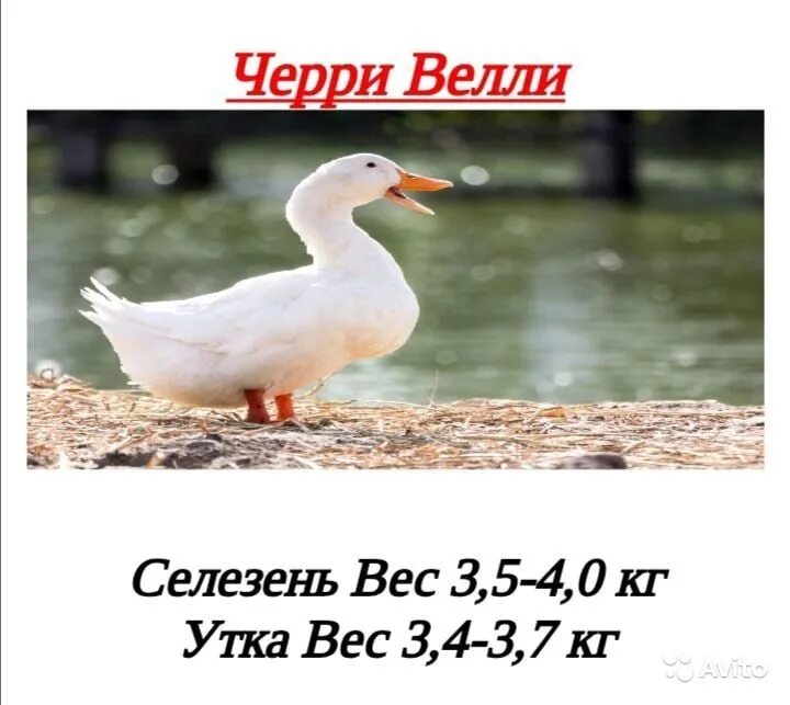 Утята черри Велли. Порода уток черри Велли. Черри-Велли утки вес. Утка бройлерная черри Велли.